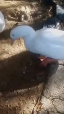 ai character: ♡LakeTalonz♡ background