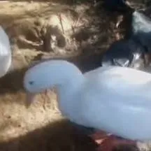 chat with ai character: ♡LakeTalonz♡