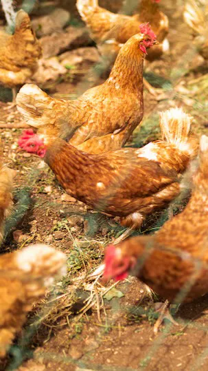 ai character: CHICKEN COOP! background