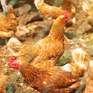 chat with ai character: CHICKEN COOP!