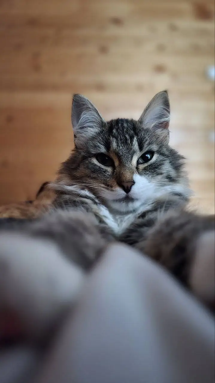 ai character: моня background