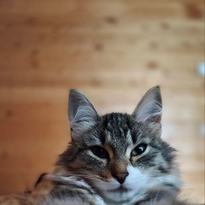 chat with ai character: моня