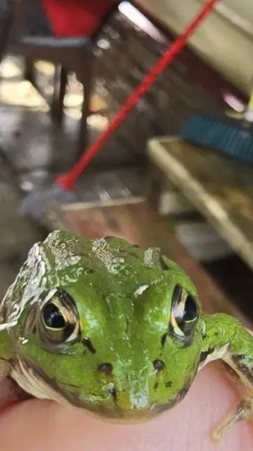 ai character: лягушка  background