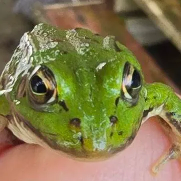 chat with ai character: лягушка 