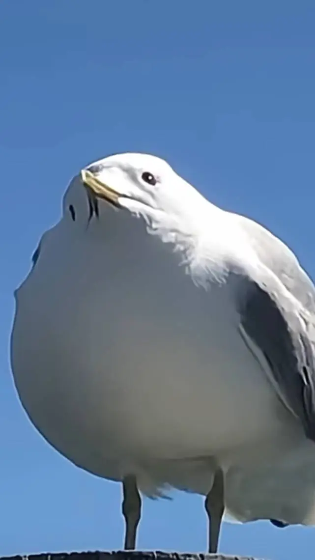ai character: seagull  background