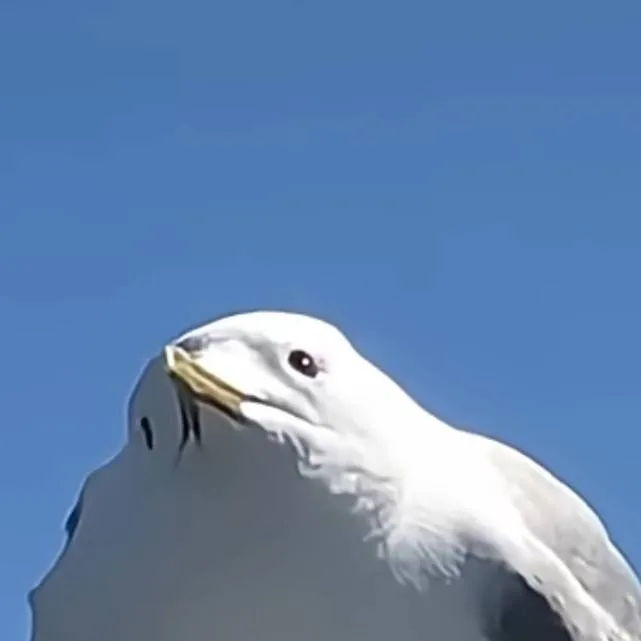 chat with ai character: seagull 