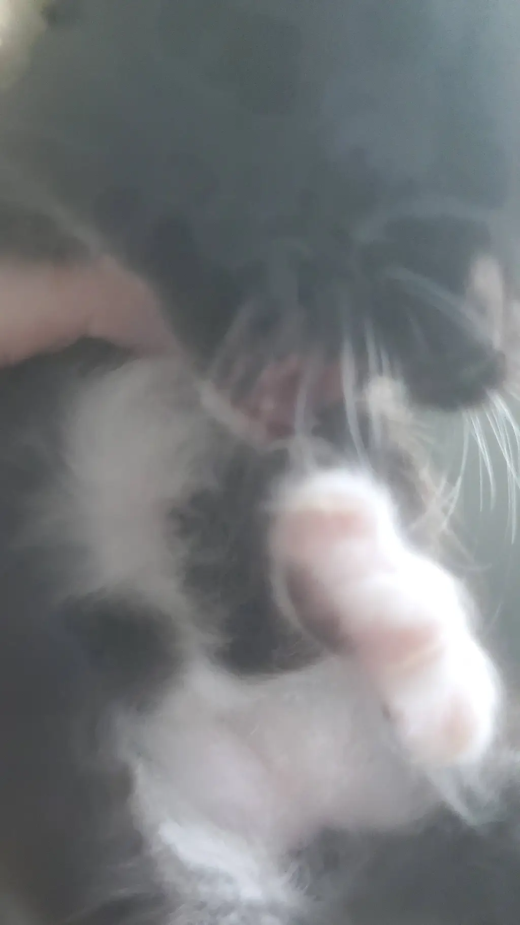 ai character: kitty background