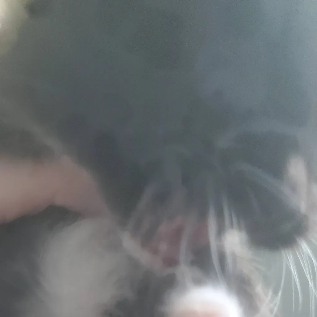 chat with ai character: kitty