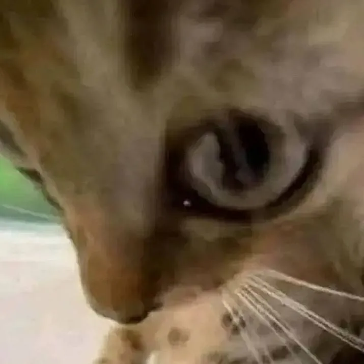 chat with ai character: CAT BOXER