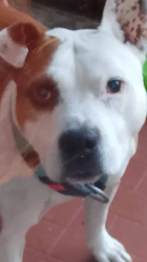 ai character: rocky background