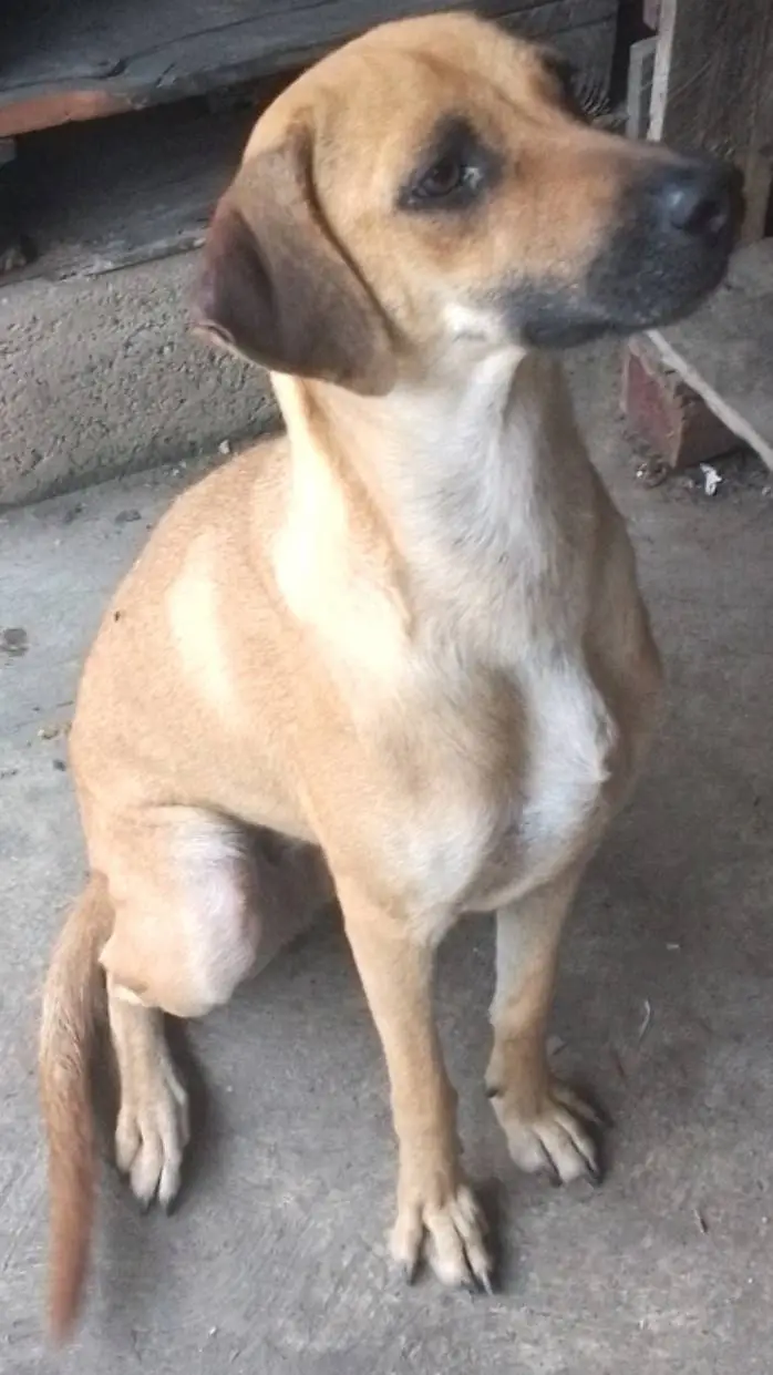 ai character: canela background