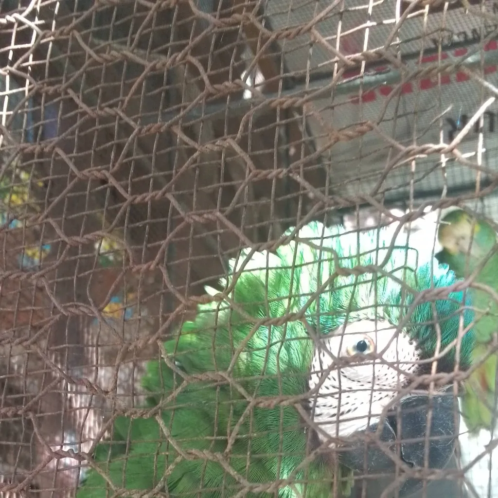 chat with ai character: Rio la Guacamaya