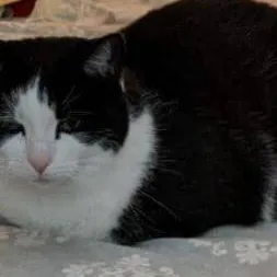 chat with ai character: Gato Pan