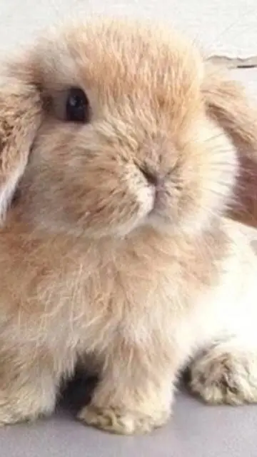 ai character: Luna background