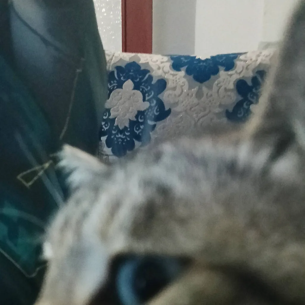 chat with ai character: miausi