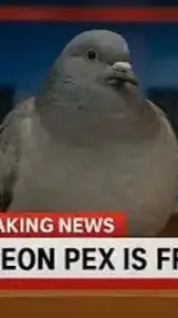 ai character: SIGEON PEX IS FREE background