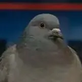 chat with ai character: SIGEON PEX IS FREE