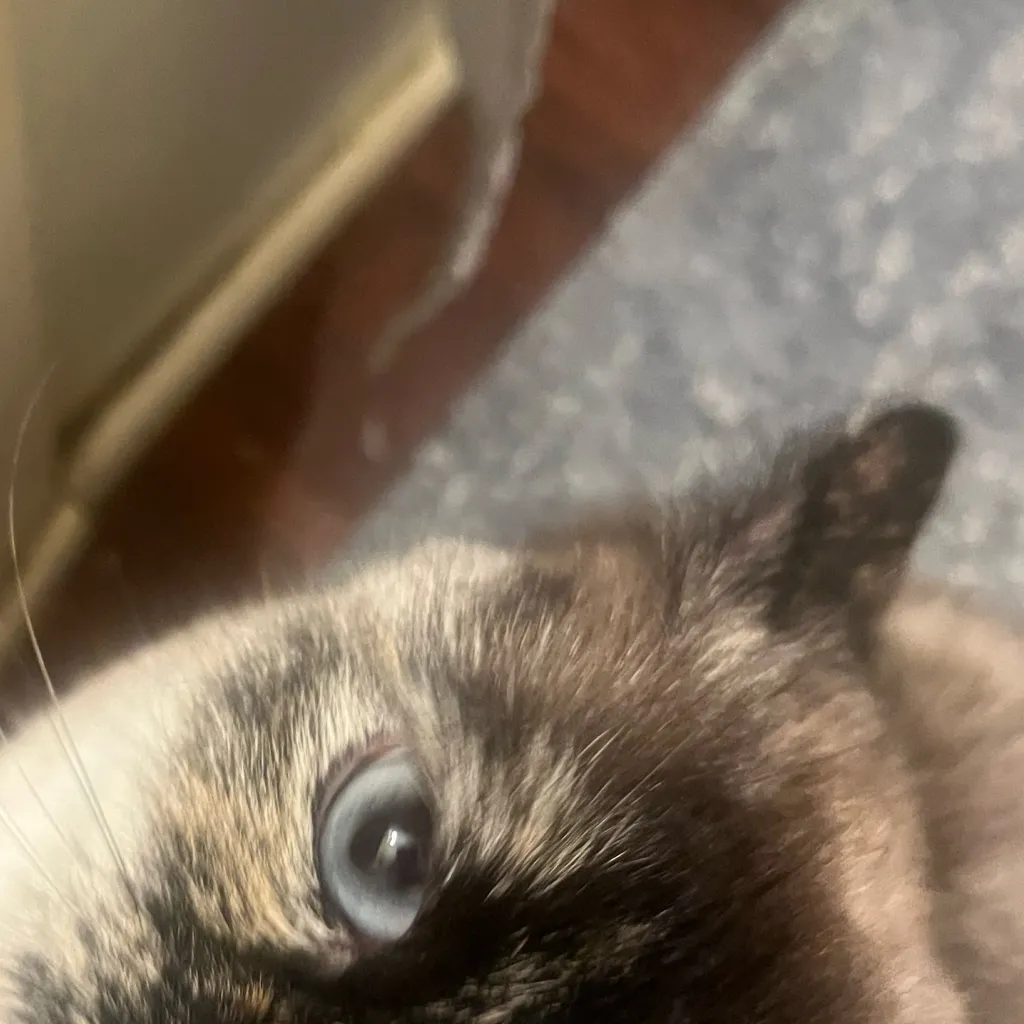 chat with ai character: K-pop school!!