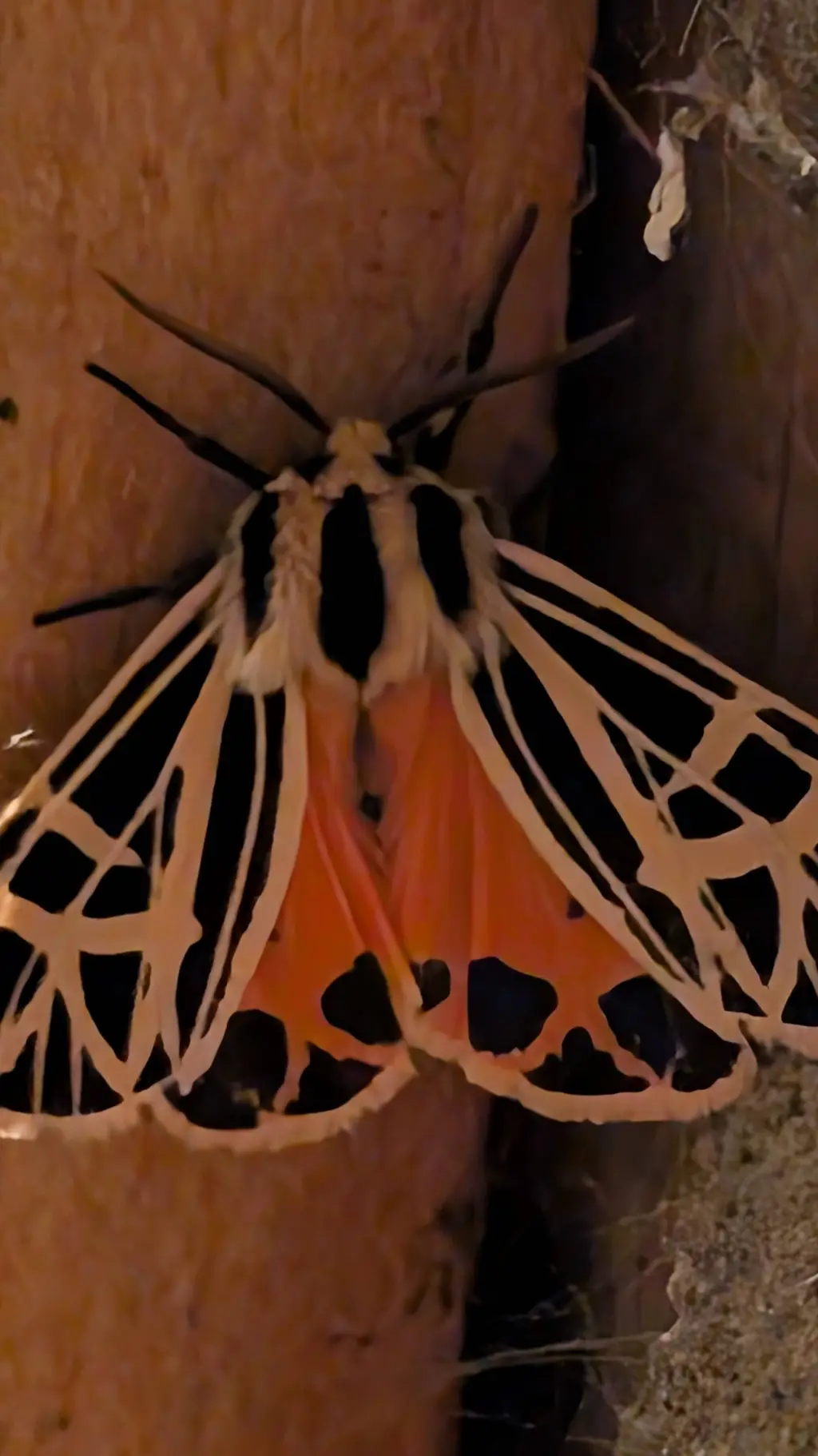 ai character: moth background