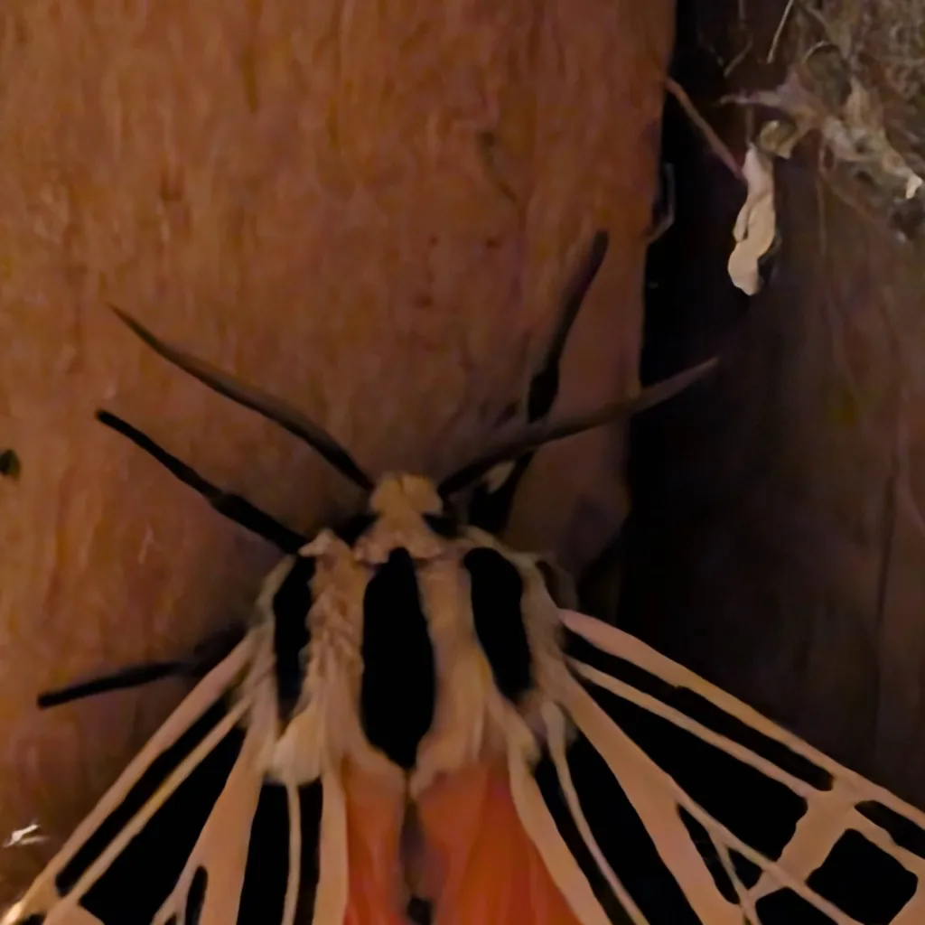 chat with ai character: moth