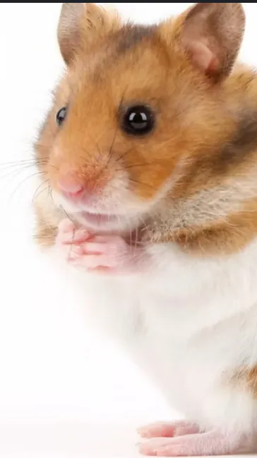 ai character: the hamster background