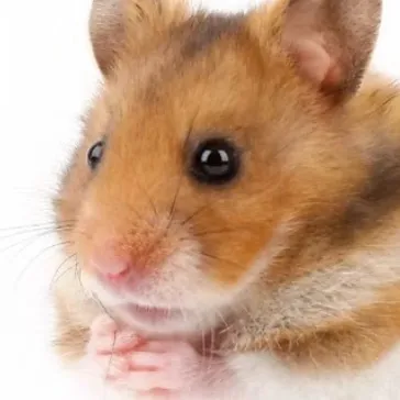 chat with ai character: the hamster