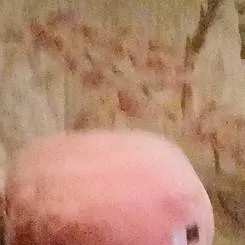 chat with ai character: pig plushie