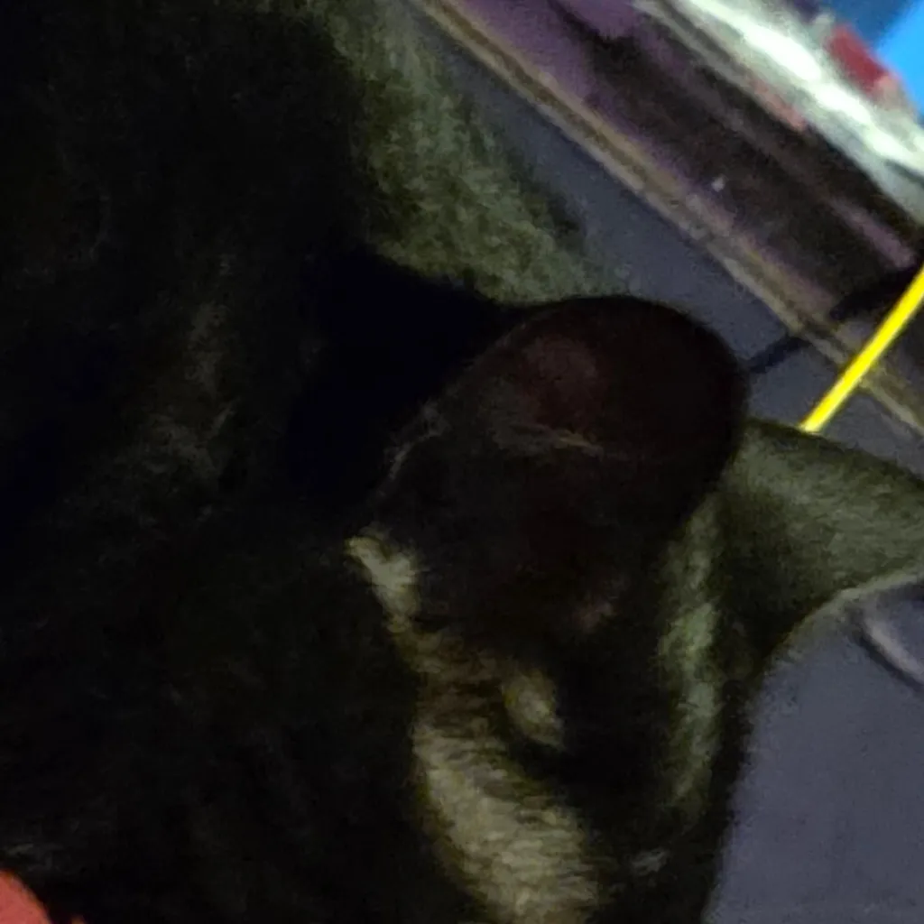 chat with ai character: Bh6 fake deaths