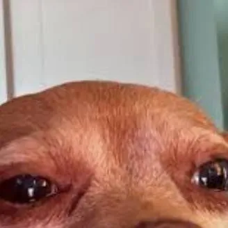 chat with ai character: dog