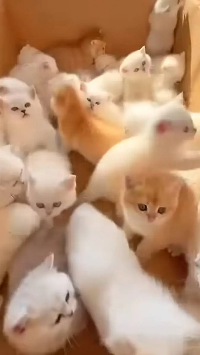 ai character: monly background