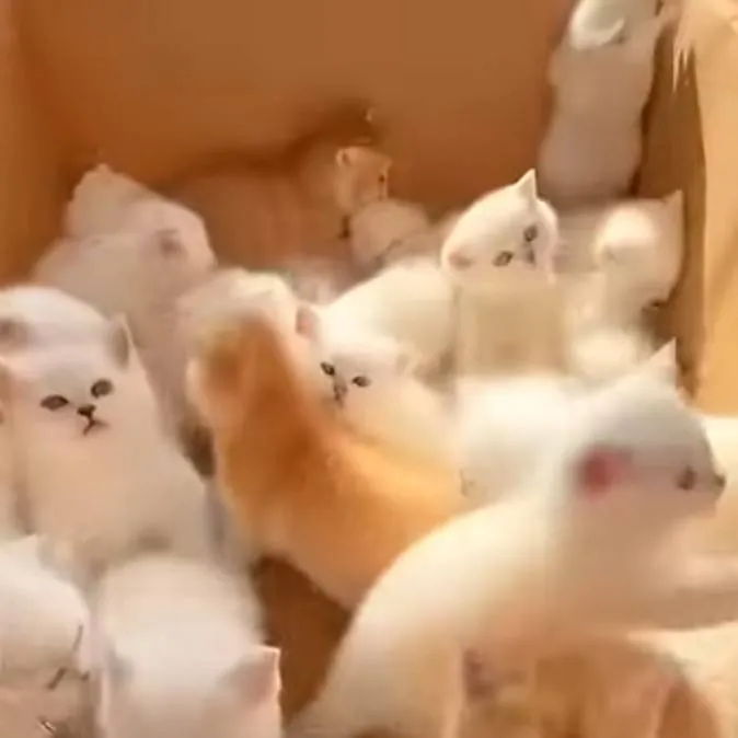 chat with ai character: monly