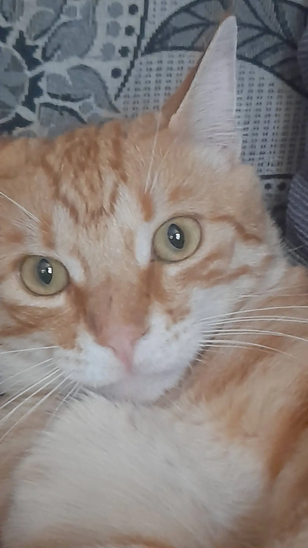 ai character: gato🐱🐱 background