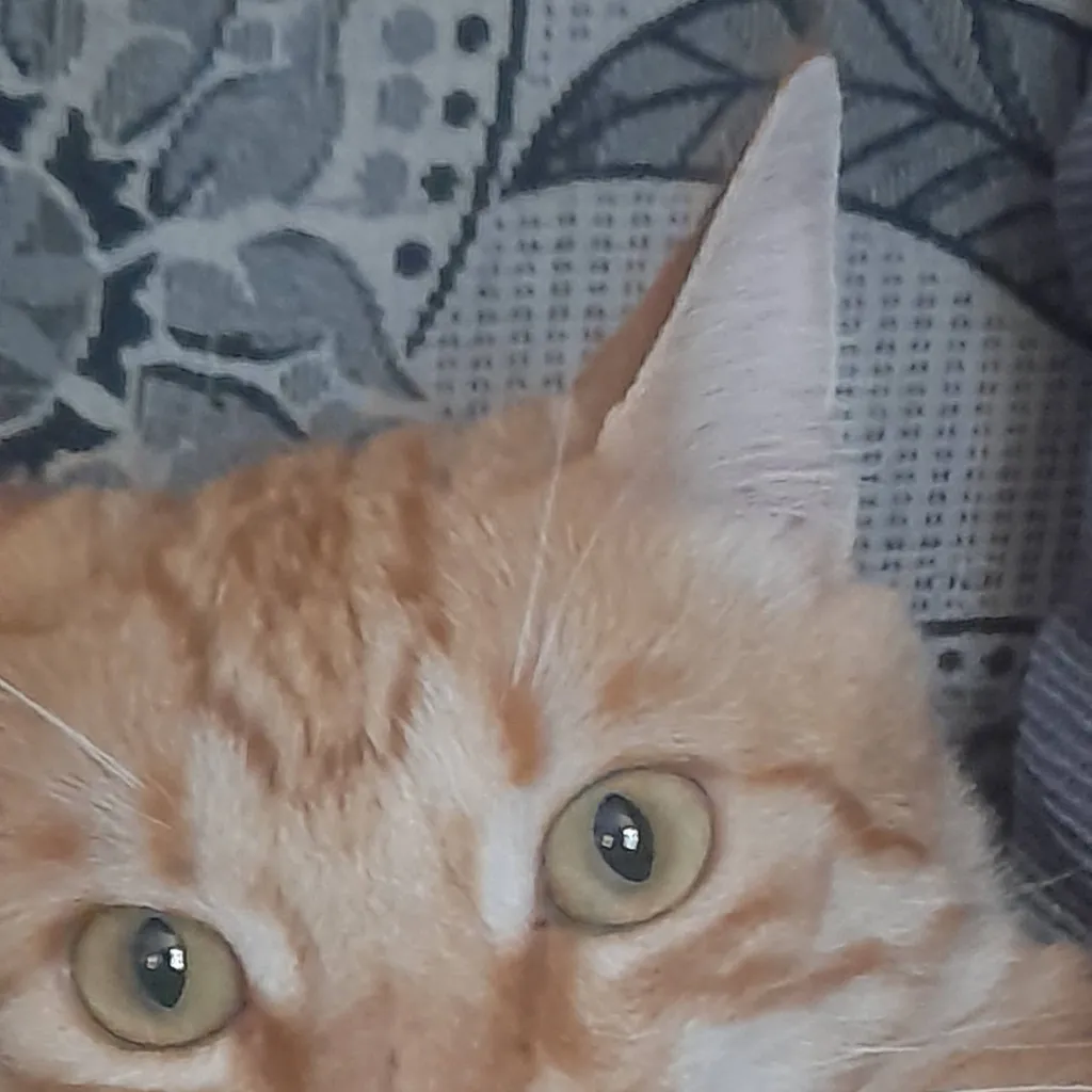 chat with ai character: gato🐱🐱