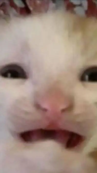 ai character: gato triste 😿  background