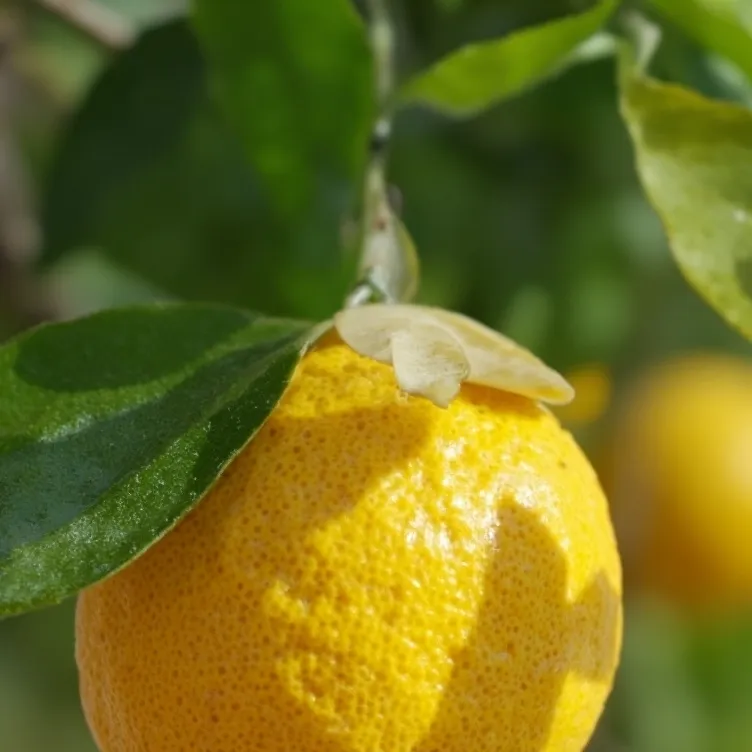 chat with ai character: Lemon