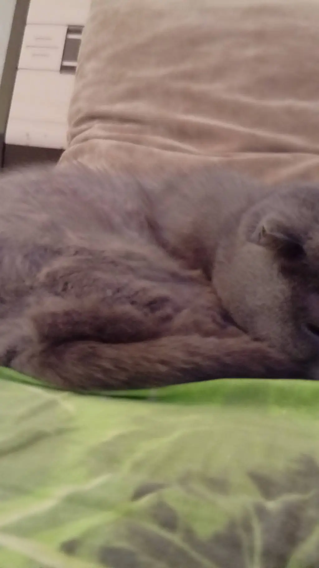 ai character: бося background