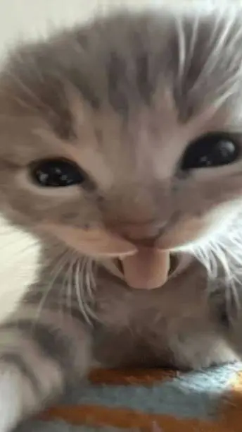 ai character: Haru background