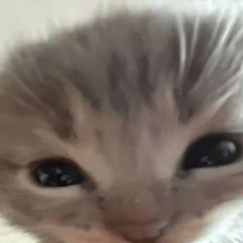 chat with ai character: Haru