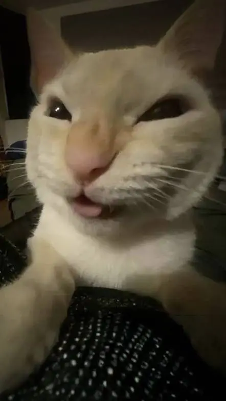 ai character: 𝑀𝑖𝑘𝑜🐾 background