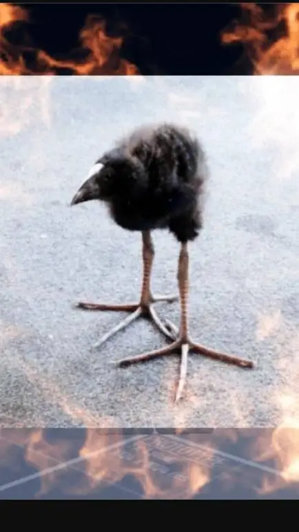 ai character: pukeko background