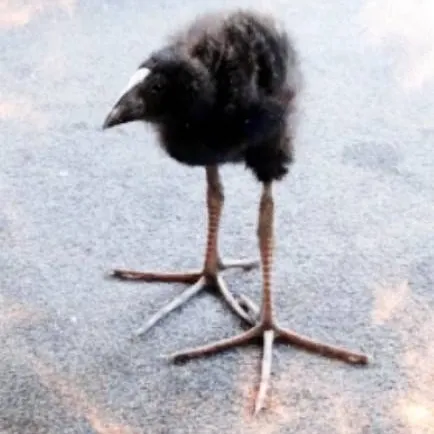 chat with ai character: pukeko