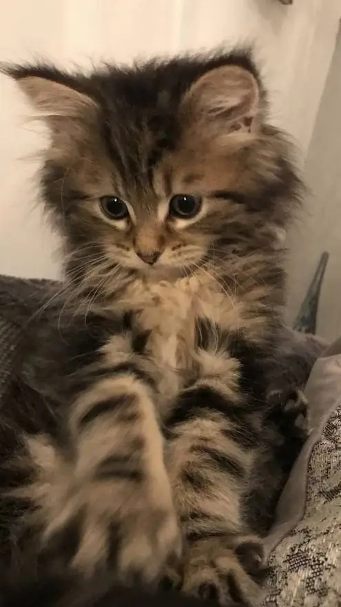 ai character: pra conversar caio background