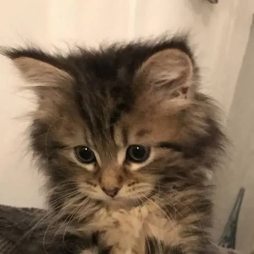 chat with ai character: pra conversar caio