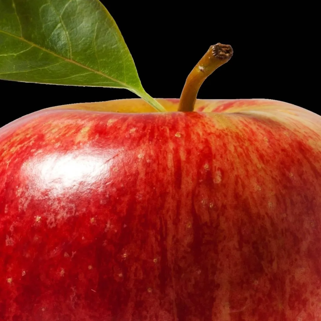 chat with ai character: make it say no