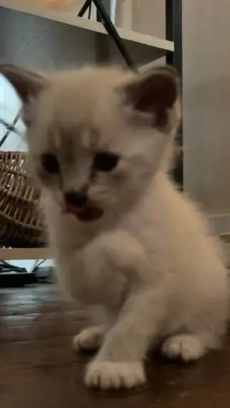 ai character: Uhhh katty background