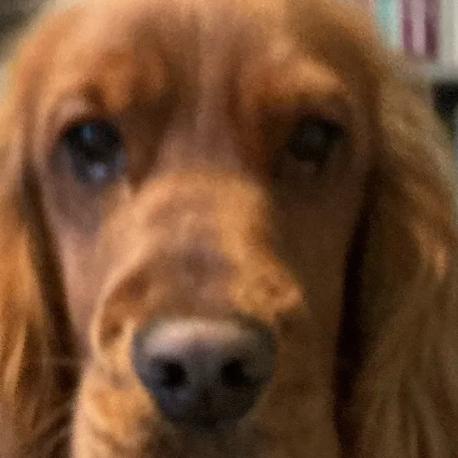 chat with ai character: Lola the Cocker