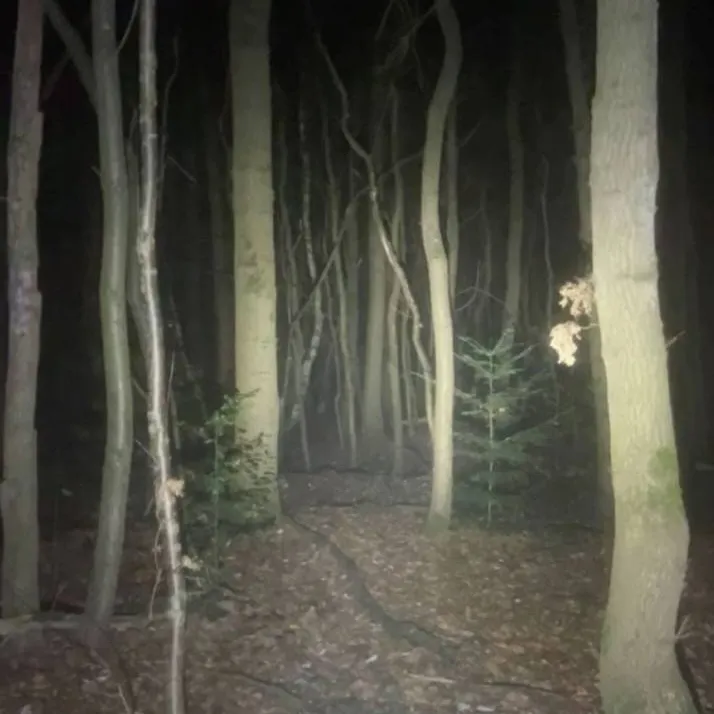 chat with ai character: woods