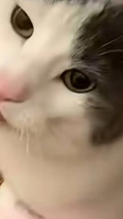 ai character: Cat background