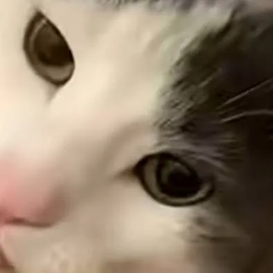 chat with ai character: Cat