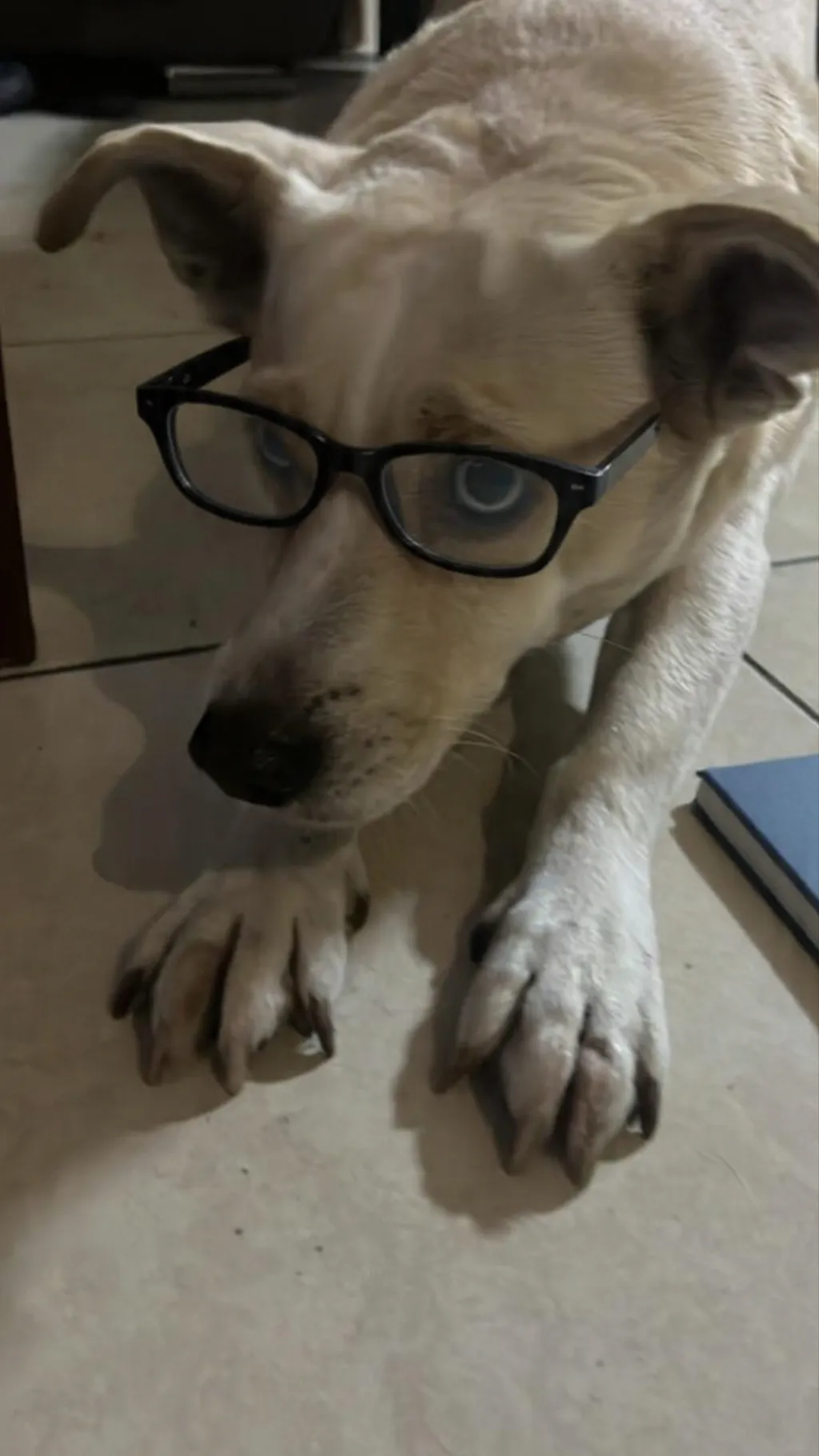 ai character: El perro IQ background